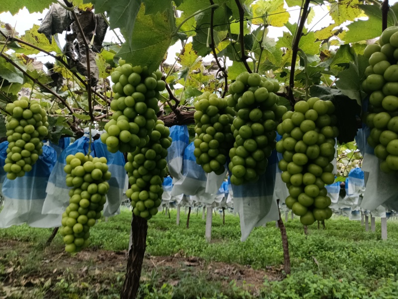 阳光玫瑰大串大颗粒