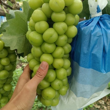 阳光玫瑰大串大颗粒