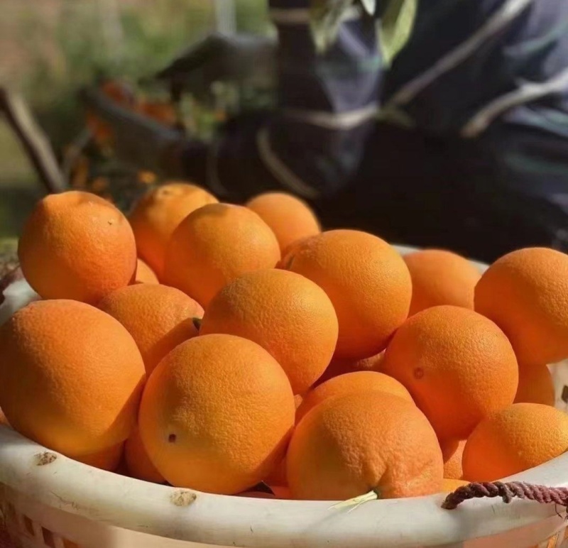 【推荐】湖北九月红脐橙代办供应市场商超电商量大从优