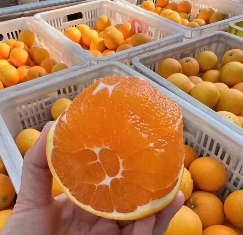 【推荐】湖北九月红脐橙代办供应市场商超电商量大从优