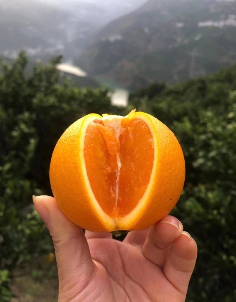 【推荐】湖北九月红脐橙代办供应市场商超电商量大从优