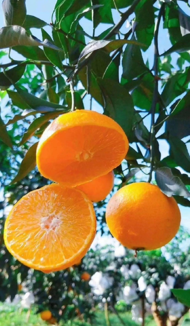 【推荐】湖北九月红脐橙代办供应市场商超电商量大从优
