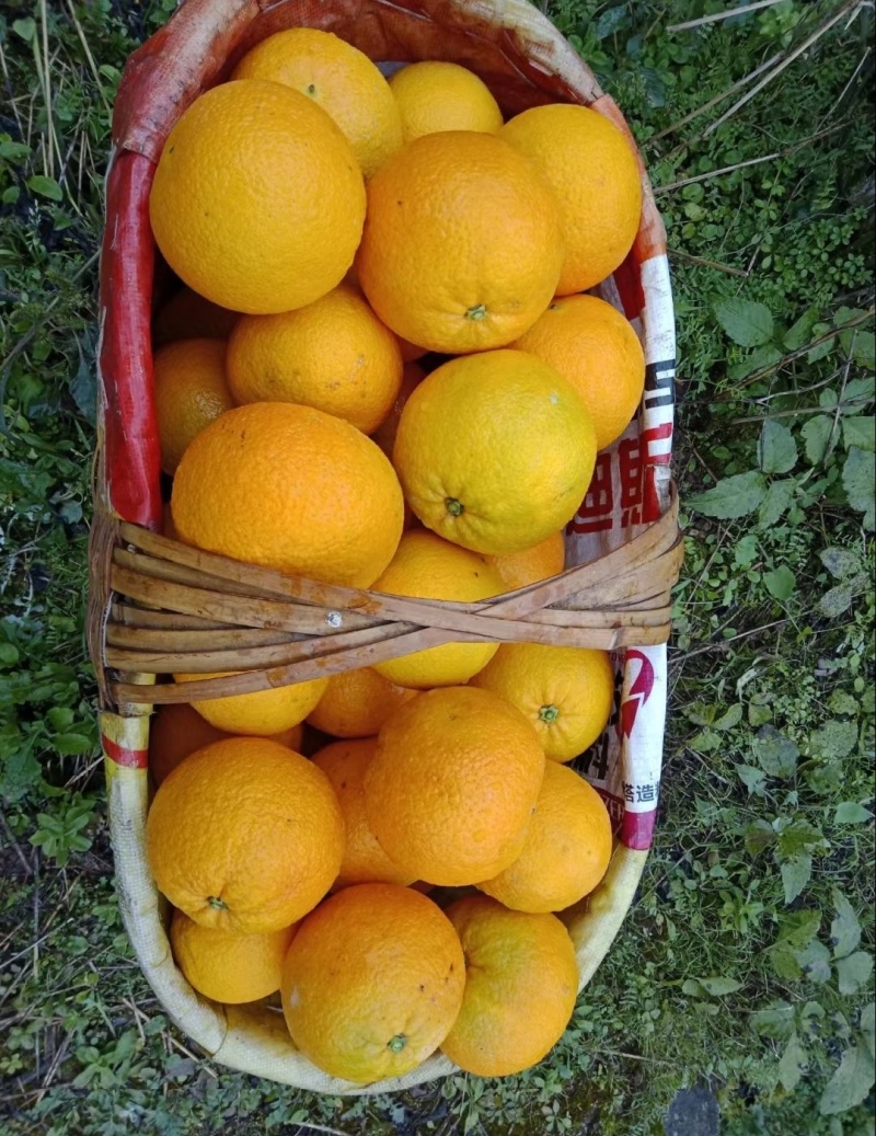 【推荐】湖北九月红脐橙代办供应市场商超电商量大从优