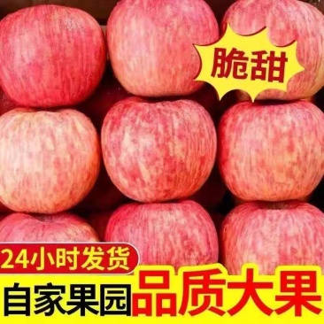 苹果-红富士苹果75mm以上临沂产地供应糖度高规格齐全