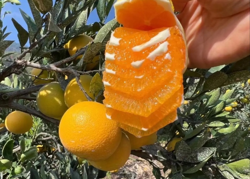 【推荐】湖北纽荷尔脐橙代办供应市场商超电商量大从优