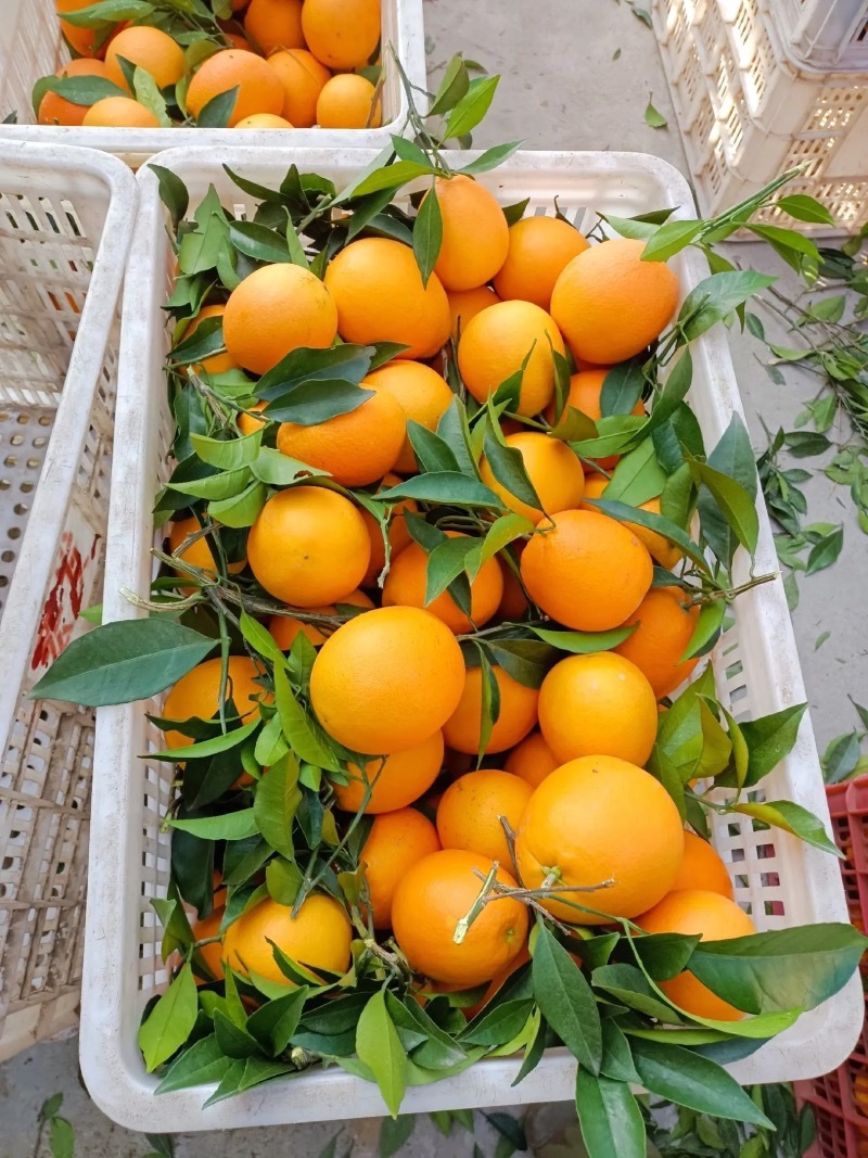 【推荐】湖北纽荷尔脐橙代办供应市场商超电商量大从优