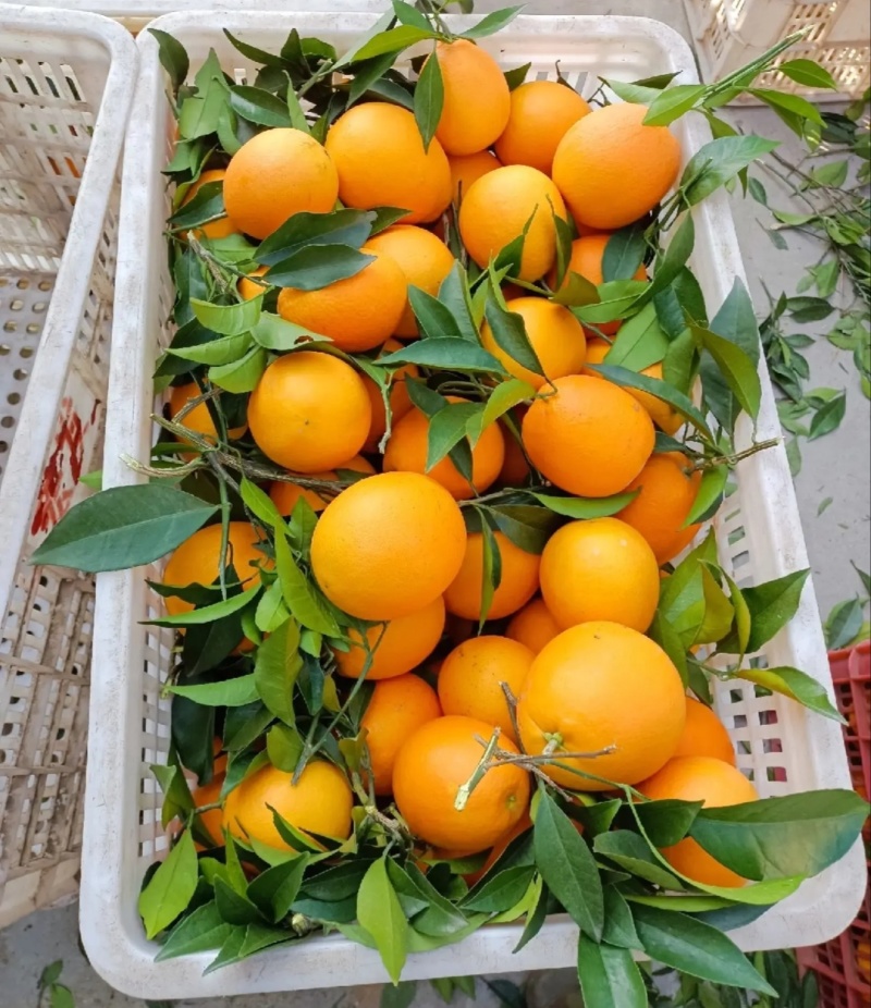 【推荐】湖北纽荷尔脐橙代办供应市场商超电商量大从优