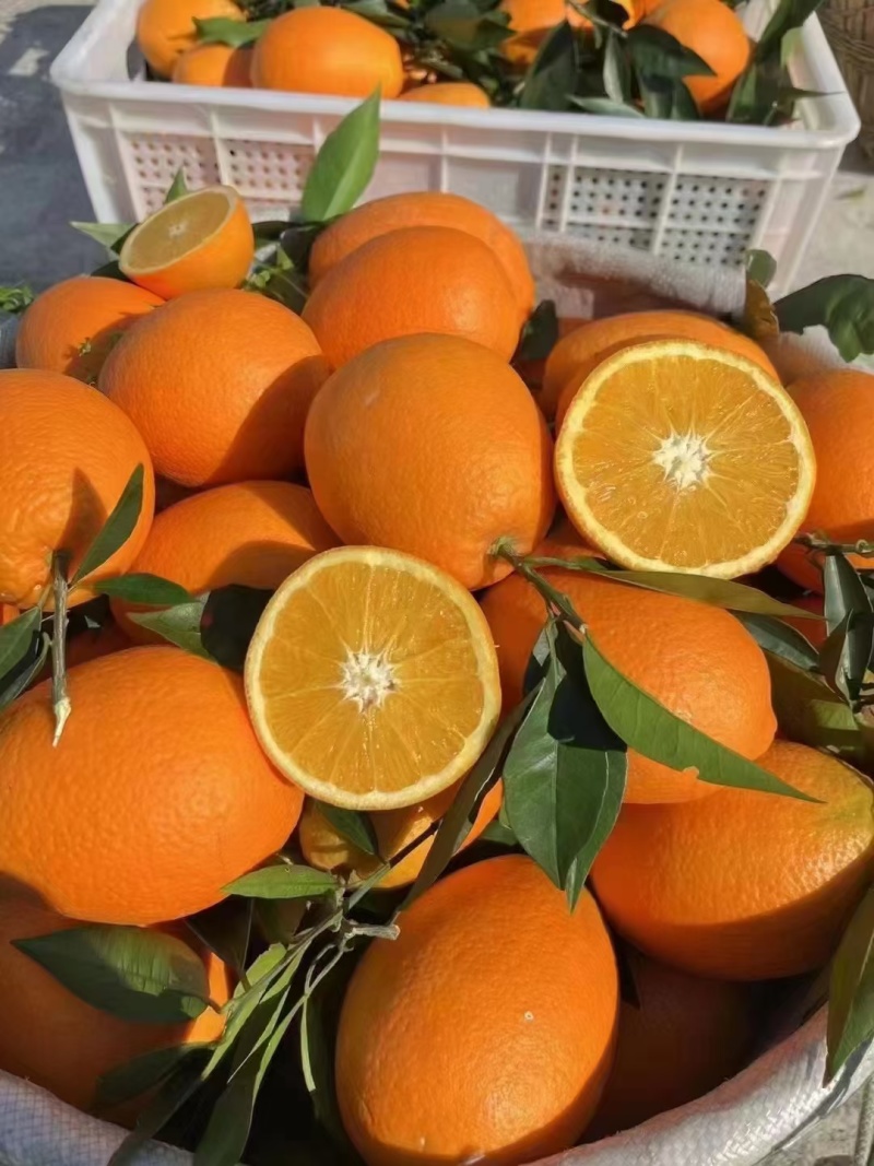 【推荐】湖北纽荷尔脐橙代办供应市场商超电商量大从优