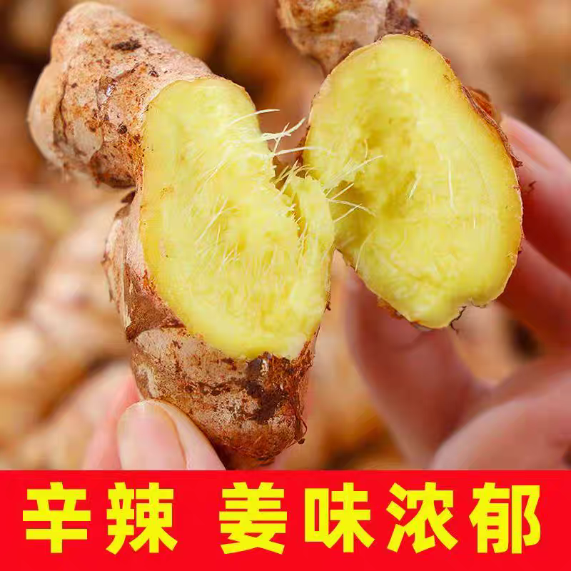 精品正宗小黄姜，山东产地直供，可走样品对接批发采购