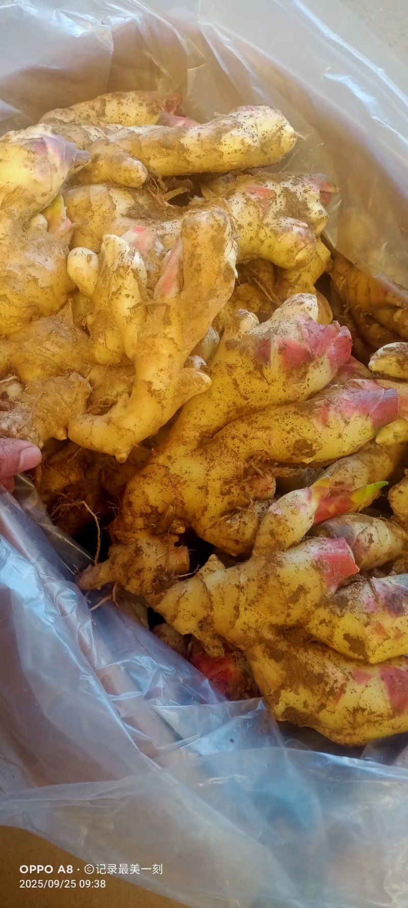 精品正宗小黄姜，山东产地直供，可走样品对接批发采购
