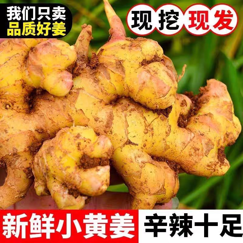 精品正宗小黄姜，山东产地直供，可走样品对接批发采购