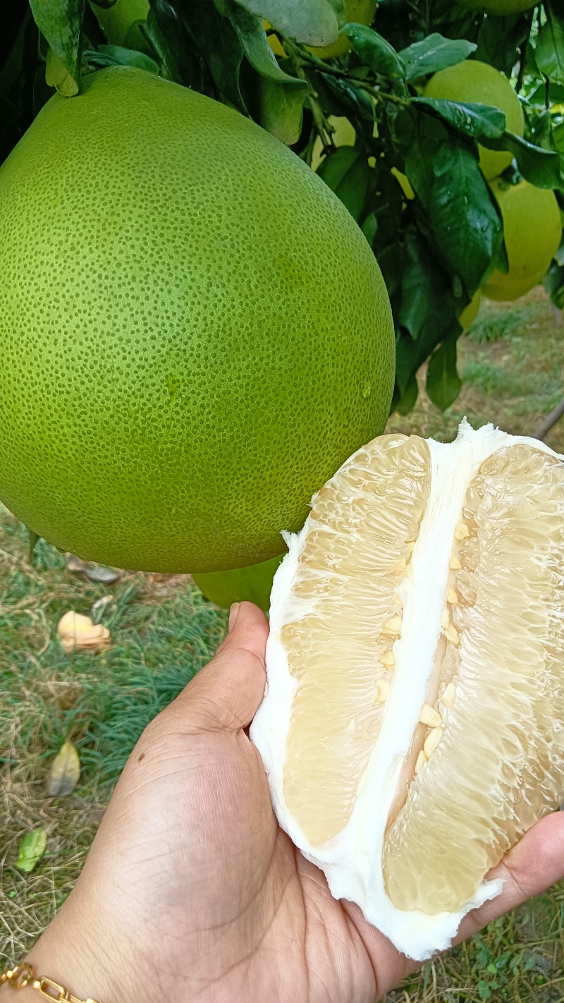 【推荐】湖北白心柚柚子代办供应市场商超电商量大从优