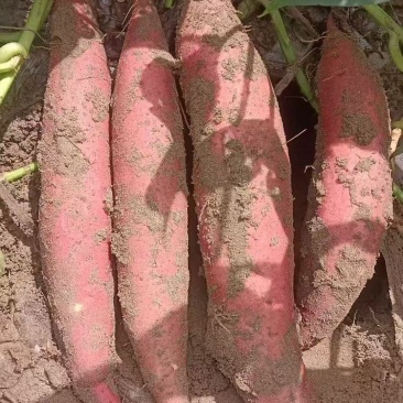 品象好，白沙土没毛病的西瓜红大量上市中