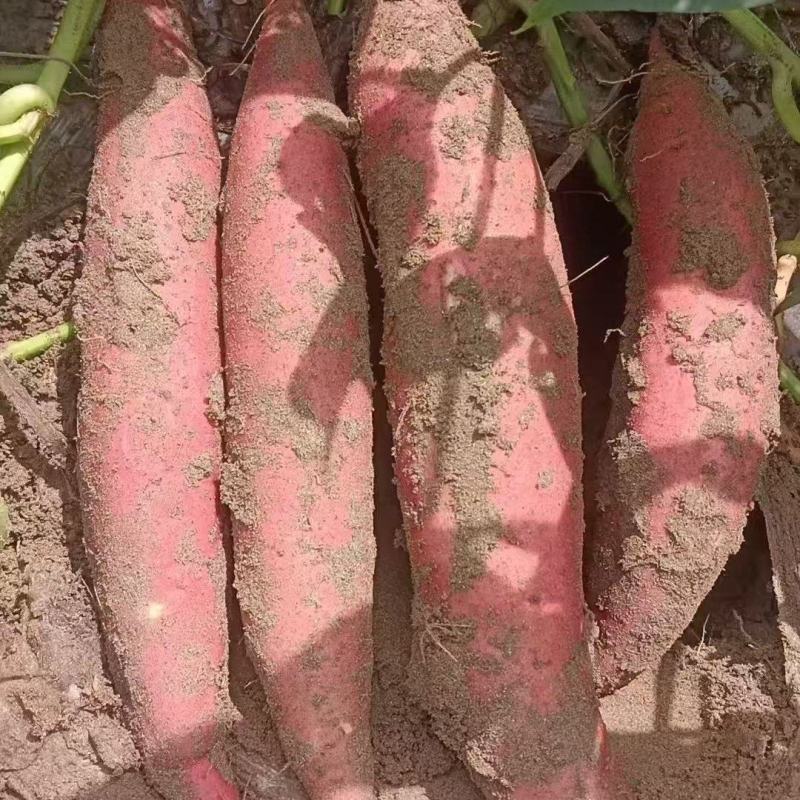 品象好，白沙土没毛病的西瓜红大量上市中