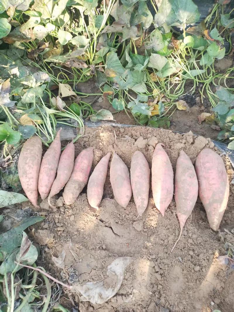 品象好，白沙土没毛病的西瓜红大量上市中