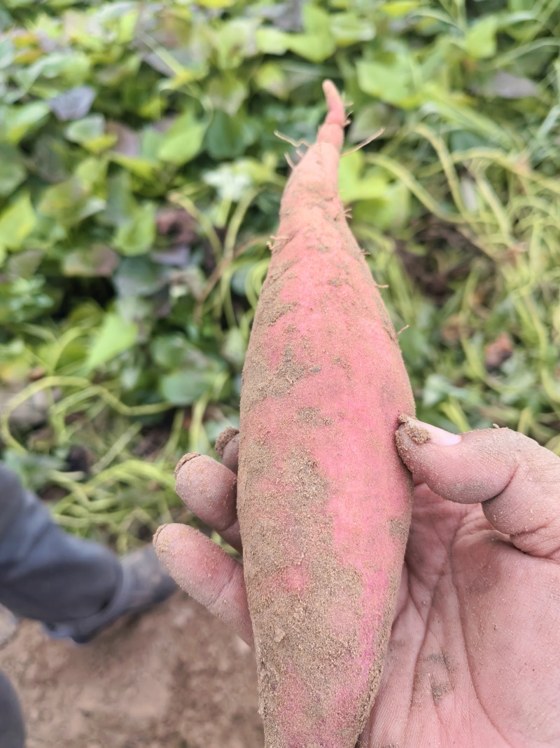 品象好，白沙土没毛病的西瓜红大量上市中