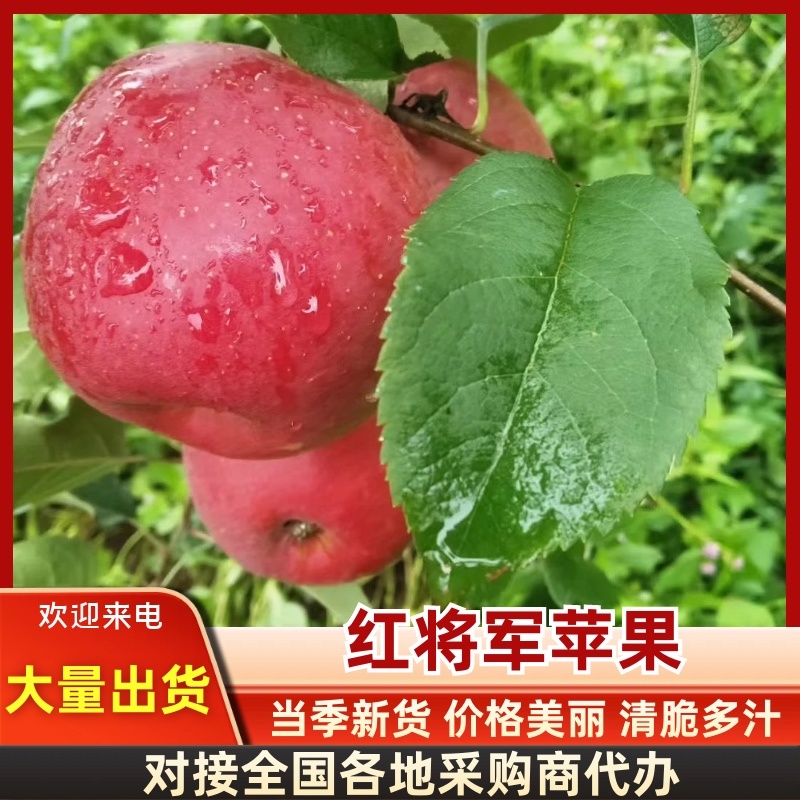 苹果红将军苹果大量上市，口感甜脆，可视频看货，欢迎下单