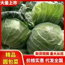 精品甘蓝圆包菜，产地一手货源，价格便宜，保质保量