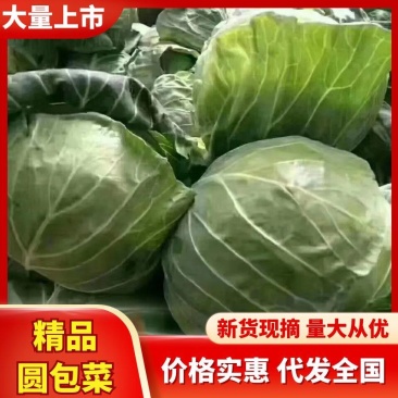 精品甘蓝圆包菜，产地一手货源，价格便宜，保质保量