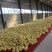 达州三红柚大量接车中欢迎全国客商前来视察