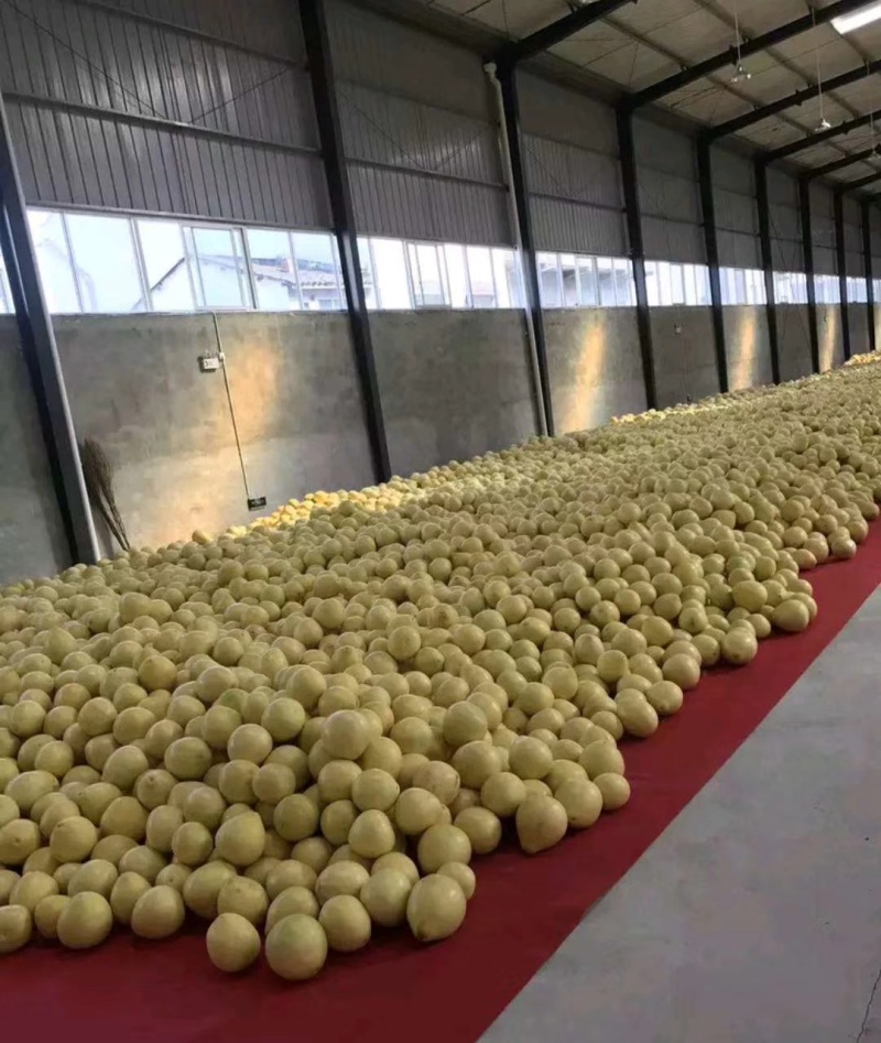 达州三红柚大量接车中欢迎全国客商前来视察