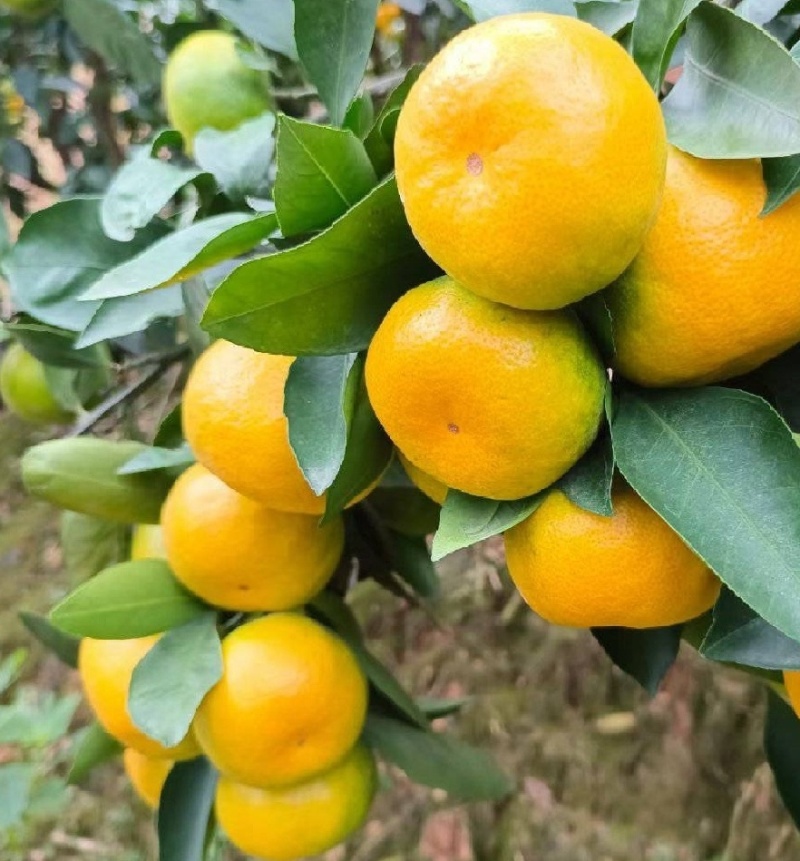 蜜橘已成熟，个欢迎老板前来采购