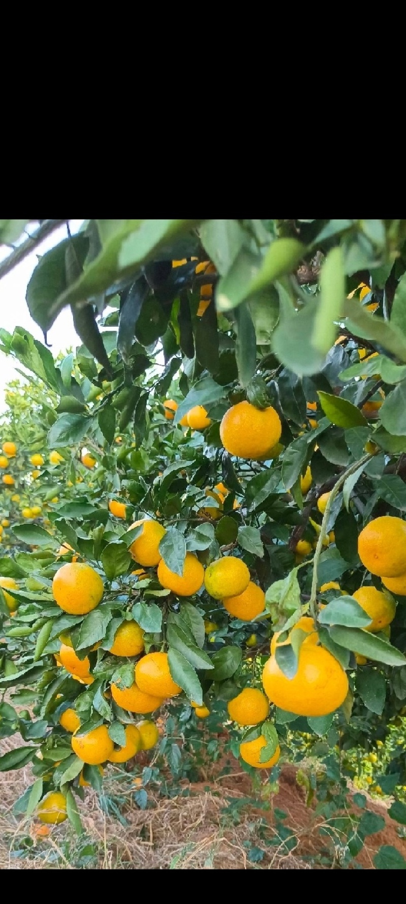 蜜橘已成熟，个欢迎老板前来采购