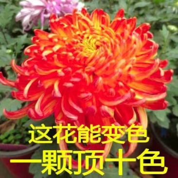 ，菊花大花新品带花苞盆栽金丝菊特大花室内外耐寒耐旱好养花九月