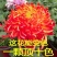 ，菊花大花新品带花苞盆栽金丝菊特大花室内外耐寒耐旱好养花九月
