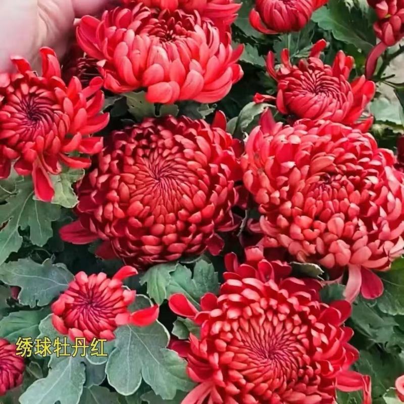 ，菊花大花新品带花苞盆栽金丝菊特大花室内外耐寒耐旱好养花九月