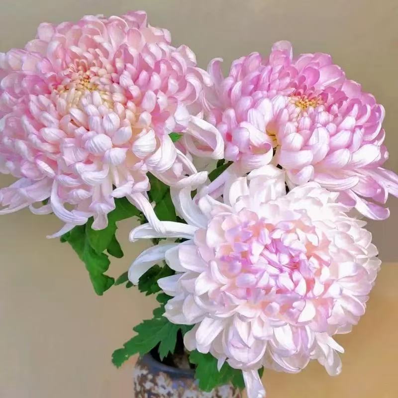 ，菊花大花新品带花苞盆栽金丝菊特大花室内外耐寒耐旱好养花九月