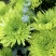 ，菊花大花新品带花苞盆栽金丝菊特大花室内外耐寒耐旱好养花九月