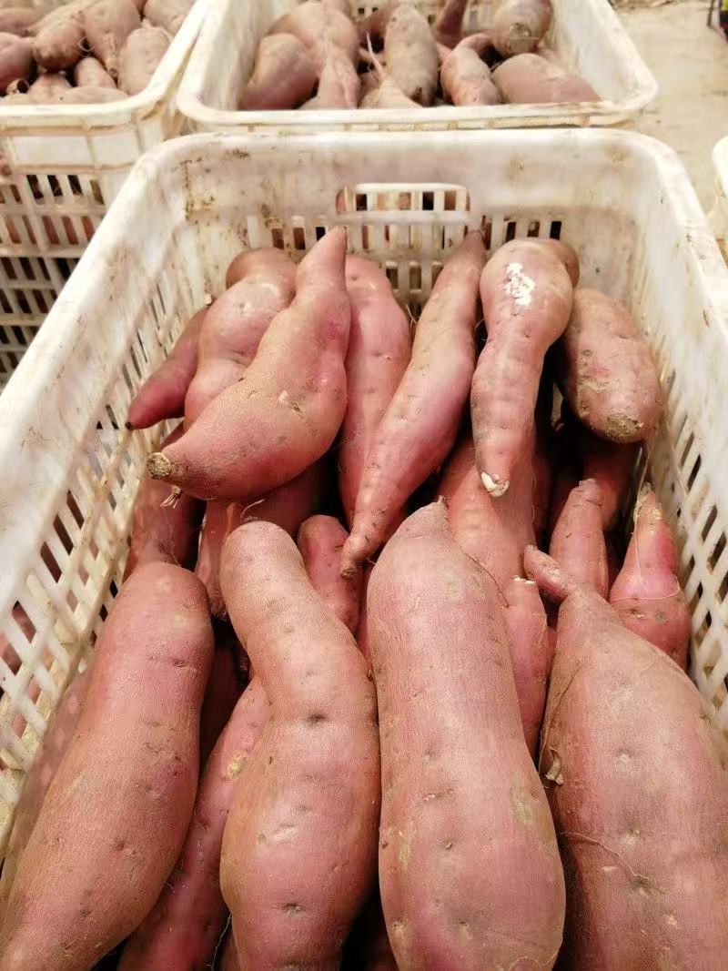 【实力】龙薯9新品上市视频看货对接商超批发市场