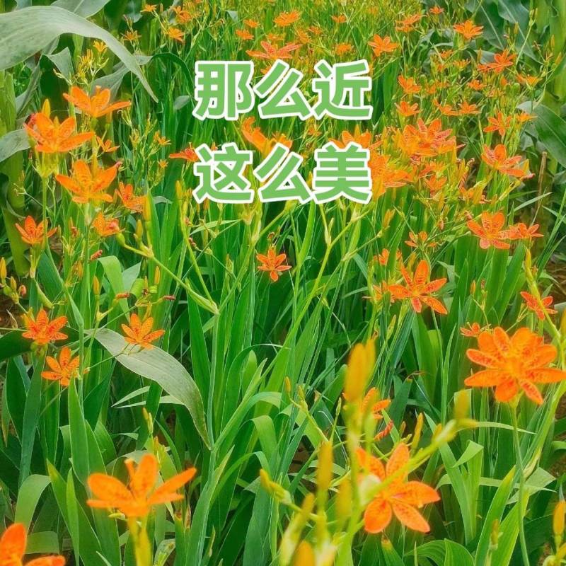 射干苗，基地直供，大苗成活率高，包病虫害防治管理。