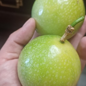 热带水果，百香果，钦密9号，