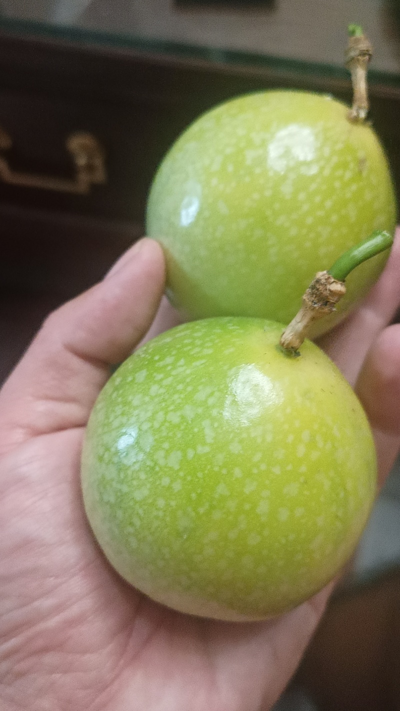 热带水果，百香果，钦密9号，