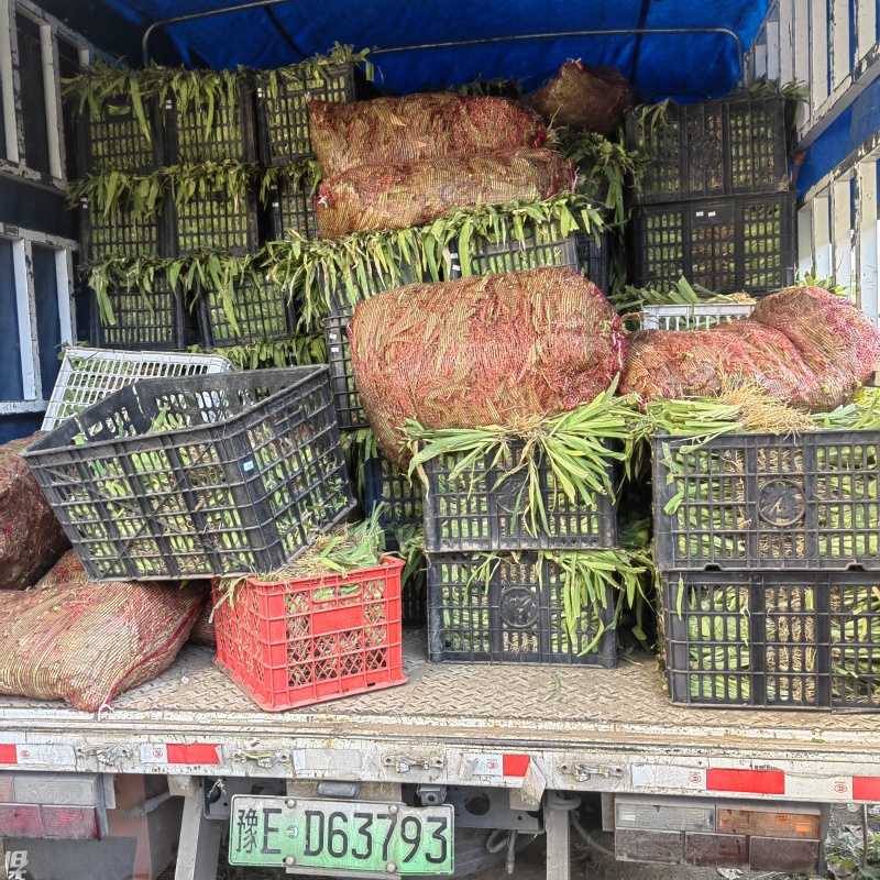 射干苗，基地直供，大苗成活率高，包病虫害防治管理。