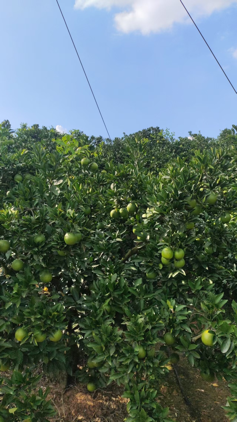 金堂红心脐橙
