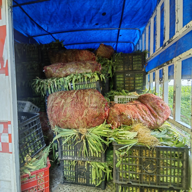 射干苗，基地直供，大苗成活率高，包病虫害防治管理。