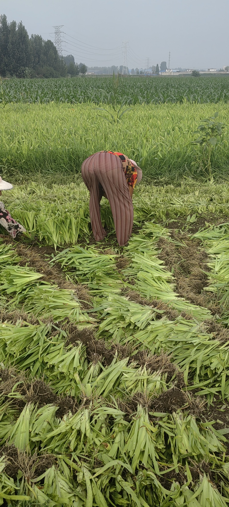 射干苗，基地直供，大苗成活率高，包病虫害防治管理。