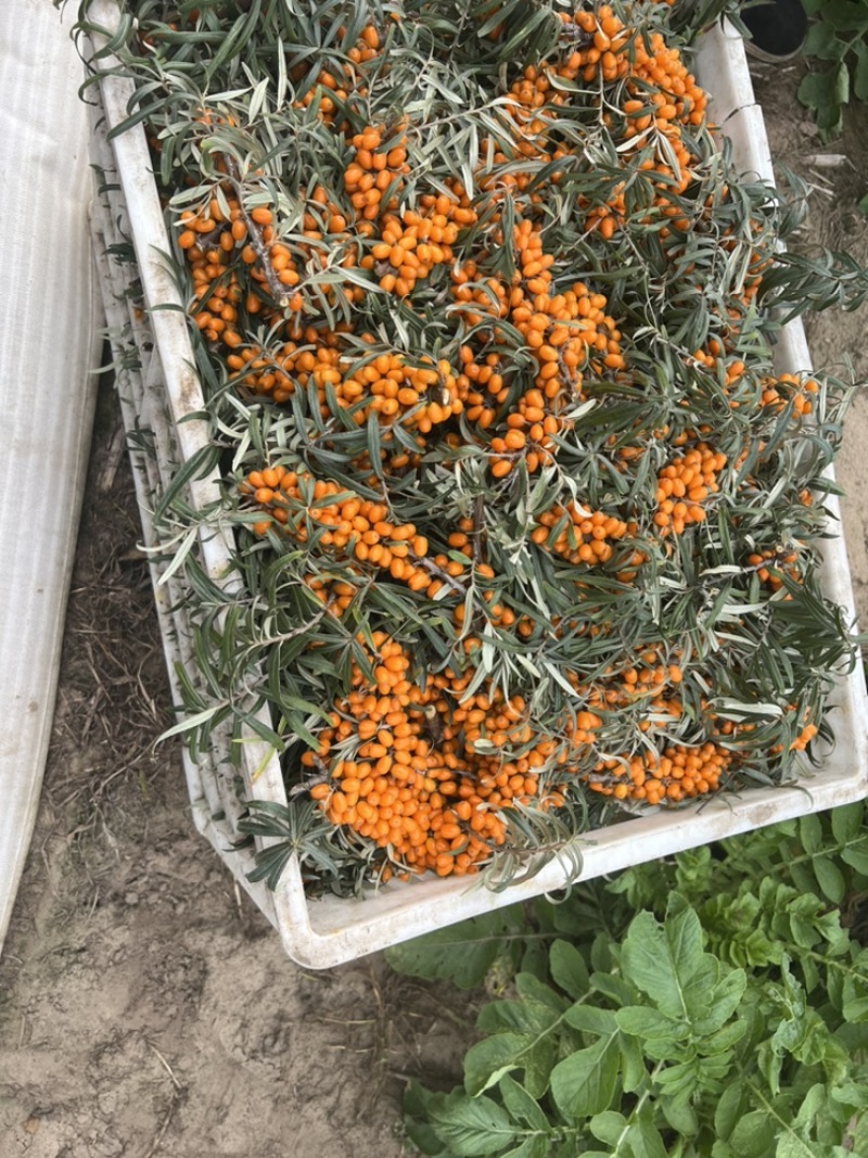 【精品】沙棘果产地直供质量保证，价格合理全国发货
