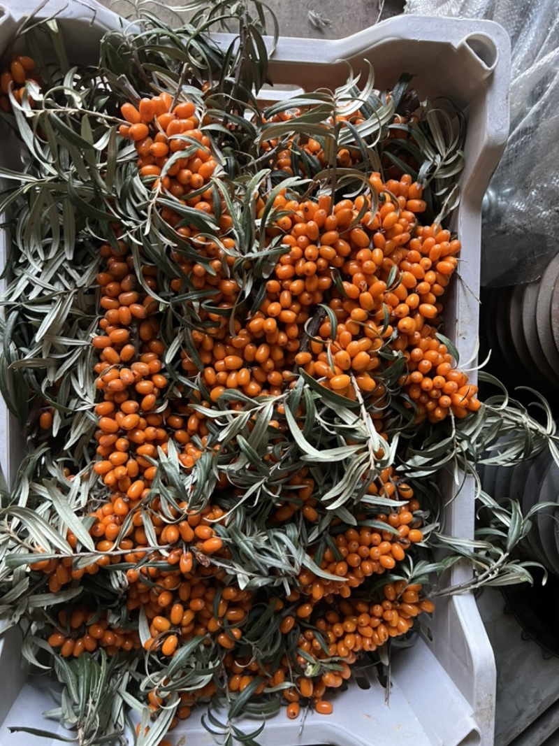 【精品】沙棘果产地直供质量保证，价格合理全国发货