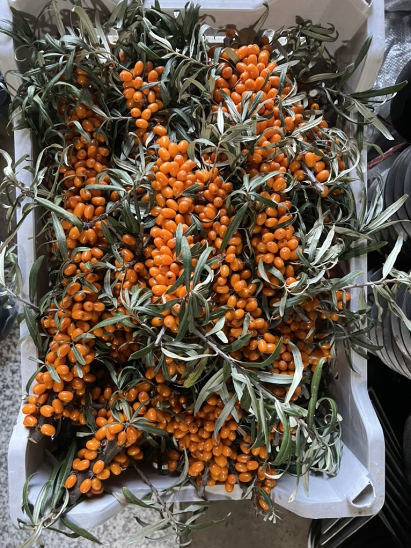 【精品】沙棘果产地直供质量保证，价格合理全国发货