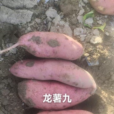精品蜜薯上市
