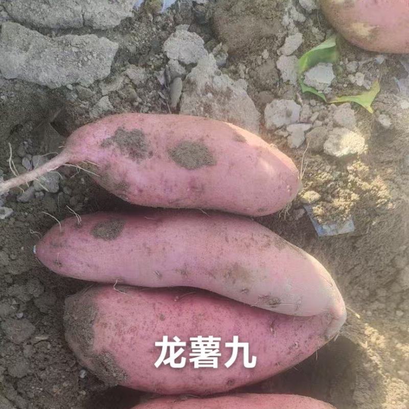 精品蜜薯上市