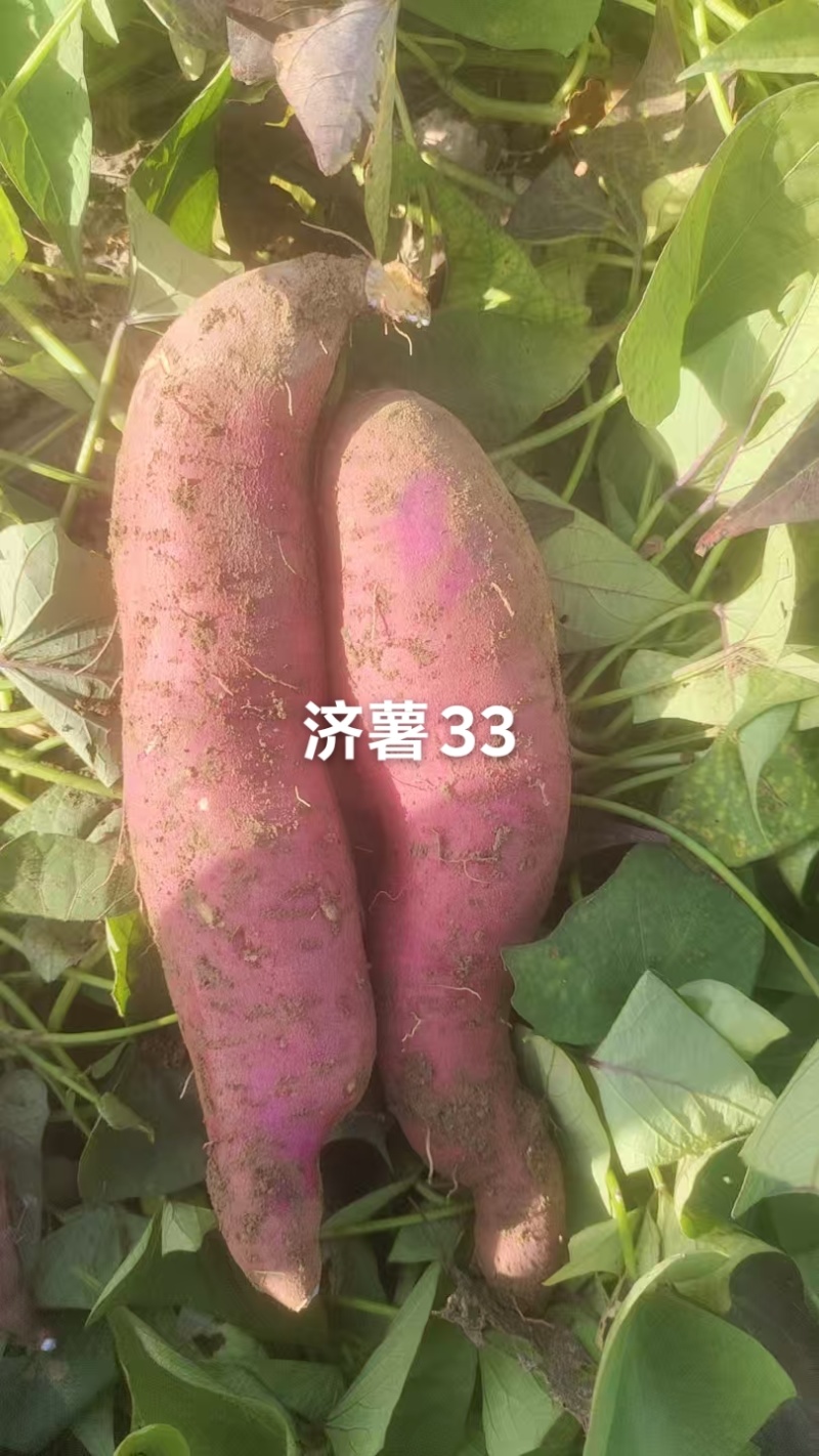 精品蜜薯上市