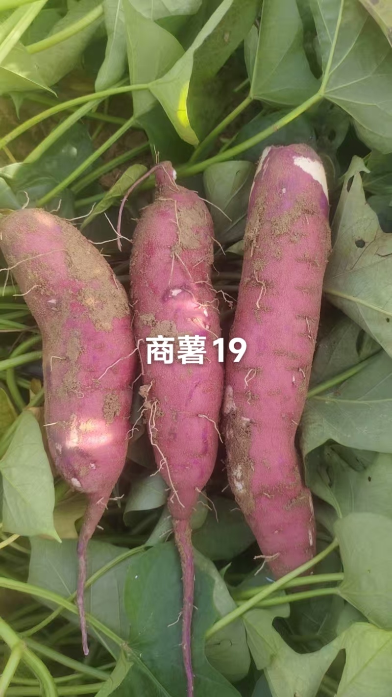 精品蜜薯上市