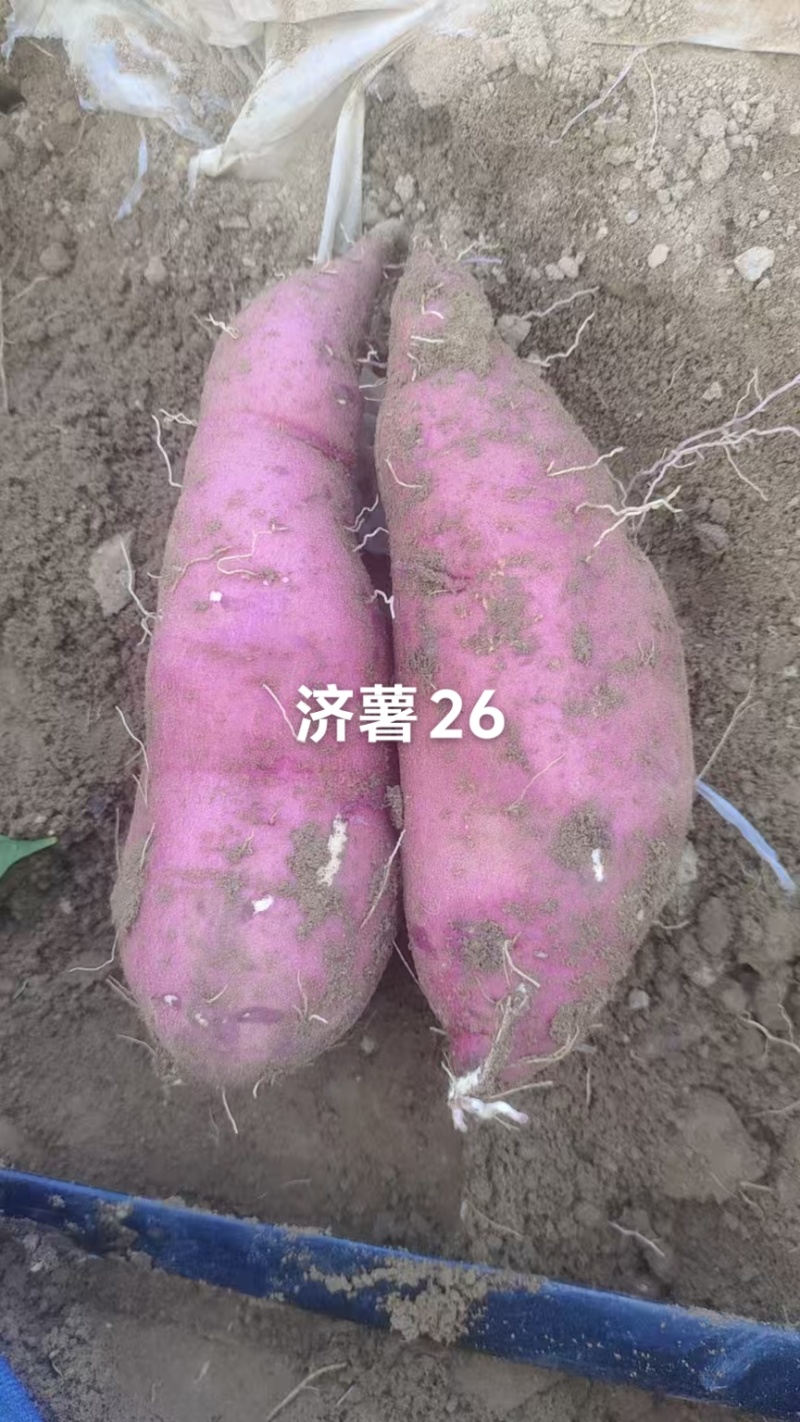 精品蜜薯上市