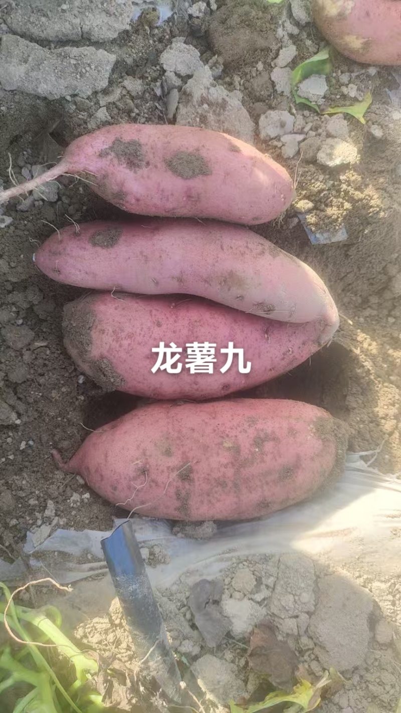 精品蜜薯上市