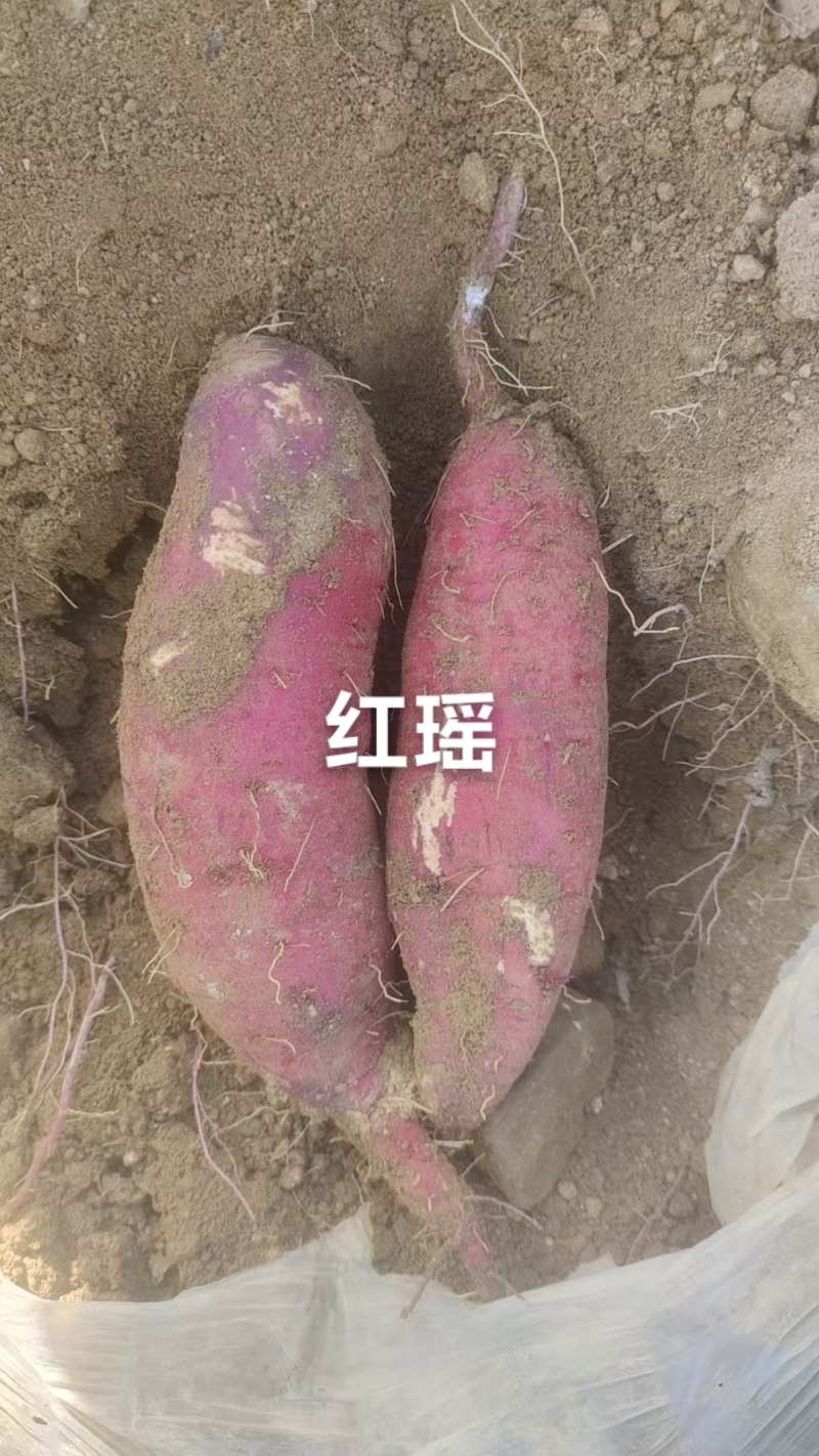 精品蜜薯上市